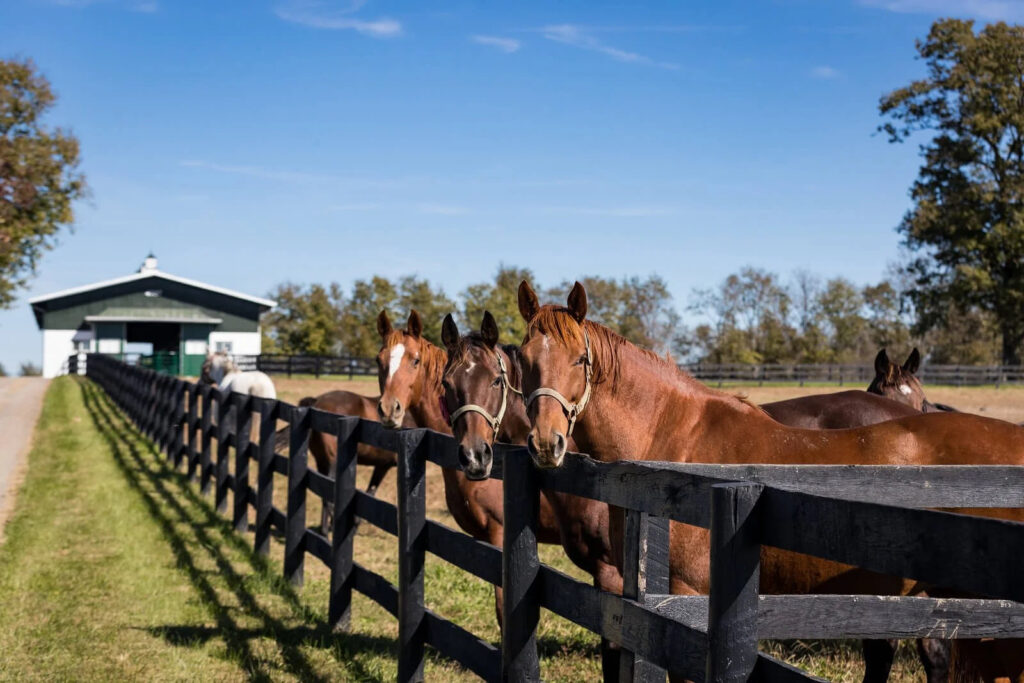 Scenic Kentucky Thoroughbred breeding farm