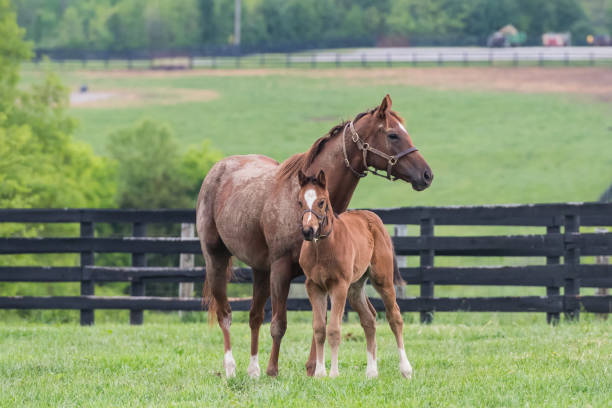 Thoroughbred foal standing at a Kentucky horse farm